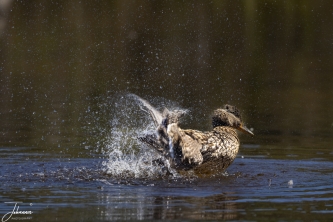 Effe badderen#0067 Effe badderen