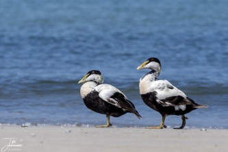 Eidereenden aan de wandel#0069 Eidereenden aan de wandel