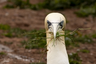 Presentje voor de vrouw (Jan van Gent)#0073 Presentje voor de vrouw (Jan van Gent)