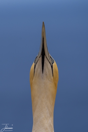 Pijlsnel#0075 Pijlsnel