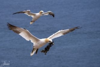 Jan van Gent brengt komt met voer (zeewier)#0076 Jan van Gent brengt komt met voer (zeewier)