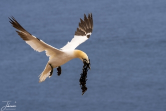 Jan van Gent brengt komt met voer (zeewier)#0077 Jan van Gent brengt komt met voer (zeewier)
