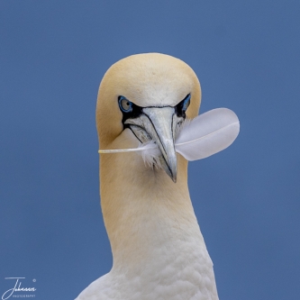 Trotse Jan van Gent met veer in de bek#0078 Trotse Jan van Gent met veer in de bek