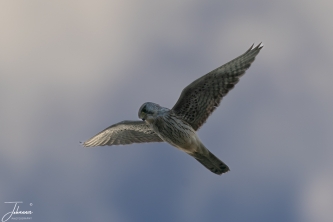 Torenvalk pop aan het bidden#0104 Torenvalk pop aan het bidden