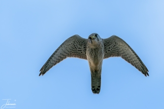 Torenvalk pop aan het bidden#0105 Torenvalk pop aan het bidden