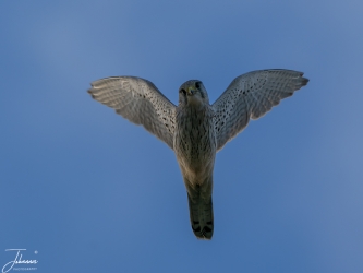 Torenvalk pop aan het bidden#0106 Torenvalk pop aan het bidden