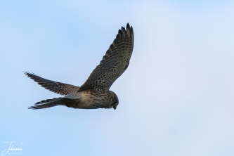Torenvalk pop aan het bidden#0107 Torenvalk pop aan het bidden