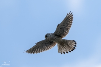 Torenvalk pop aan het bidden#0108 Torenvalk pop aan het bidden