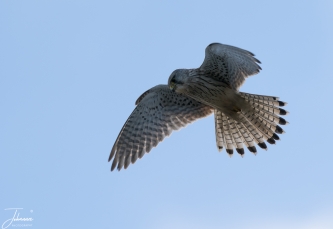Torenvalk pop aan het bidden#0109 Torenvalk pop aan het bidden