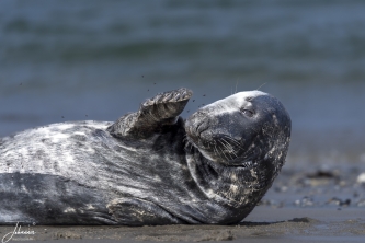 Zeehond denkt dat ie gek wordt van de vliegen#0079 Zeehond denkt dat ie gek wordt van de vliegen