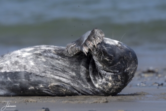 Zeehond ..... ziet het niet meer zitten... kiekeboe#0080 Zeehond ..... ziet het niet meer zitten... kiekeboe