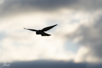 Torenvalk pop aan het bidden met tegenlicht#0100 Torenvalk pop aan het bidden met tegenlicht