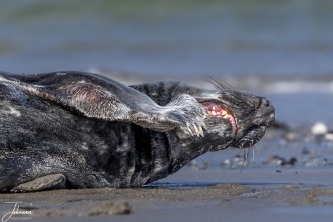 Zeehond aan het tandenpoetsen#0081 Zeehond aan het tandenpoetsen