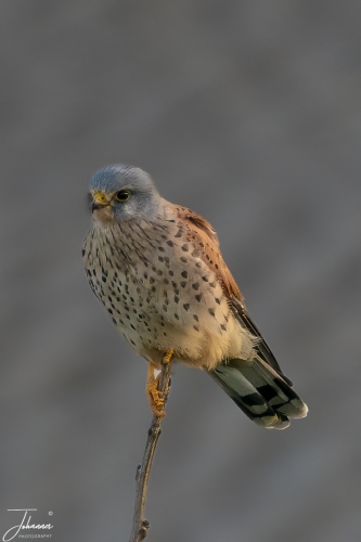 Torenvalk man houdt de omgeving goed in de gaten#0101 Torenvalk man houdt de omgeving goed in de gaten