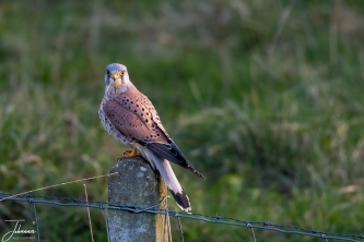 Torenvalk man houdt de omgeving goed in de gaten rusten op een paaltje.#0102 Torenvalk man houdt de omgeving goed in de gaten rusten op een paaltje.