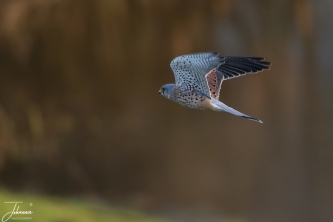 Torenvalk-man vliegt weg#0103 Torenvalk-man vliegt weg