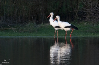 Koppeltje ooievaars zoeken naar voer in een ongelopen weiland#0104 Koppeltje ooievaars zoeken naar voer in een ongelopen weiland