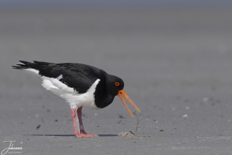 Scholekster op jacht naar wormen#0082 Scholekster op jacht naar wormen
