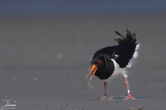 Scholekster op jacht naar wormen#0083 Scholekster op jacht naar wormen