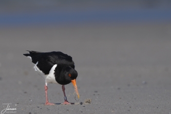Scholekster op jacht naar wormen#0084 Scholekster op jacht naar wormen