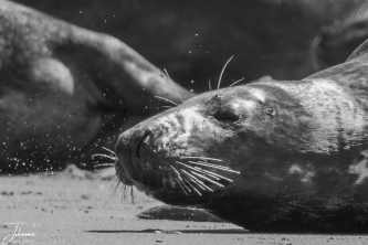 Zucht denkt de zeehond#0090 Zucht denkt de zeehond
