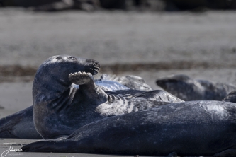 Hmmm, ik ben zo moe, ik luister.... laat me slapen#0092 Hmmm, ik ben zo moe, ik luister.... laat me slapen