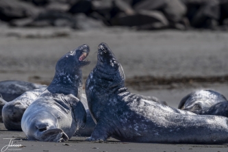 Vechtende zeehonden (Dune, Helgoland)#0093 Vechtende zeehonden (Dune, Helgoland)#0093