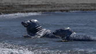 Two Grey Seals Swimming in Shallow Ocean Water