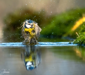 Fladderend en badderend#0113 Fladderend en badderend