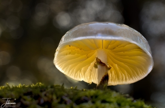 Paddestoel of kwal#0117 Paddestoel of kwal