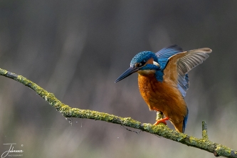 IJsvogeltje#0126 IJsvogeltje