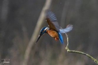 IJsvogeltje#0127 IJsvogeltje