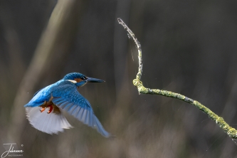 IJsvogeltje#0128 IJsvogeltje
