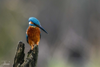 IJsvogeltje#0129 IJsvogletje