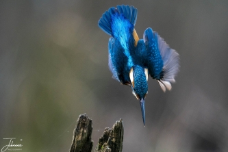 IJsvogeltje#0130 IJsvogeltje