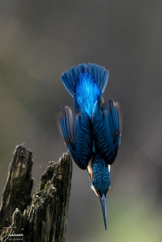 IJsvogeltje#0131 IJsvogeltje