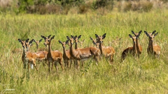 Impala's zie je veel in Botswana. Dit is in Moremi Kwai reservaat. De impala's zijn zeer allert voor gevaar, want dit zijn geliefde maaltijden voor de leeuwen, luipaard of hyena. Toen wij voorbij kwamen waren alle ogen op ons gericht wat we gingen doen. Fantastisch tafereel.#0141 Alle ogen op jou gericht
