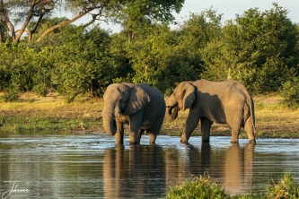 De eerste plas die we zien in Botswana (Moremi Kwai). In het eerste gedeelte zat een groep nijlaarden. Op de andere kant zien we deze 2 olifanten rustig aan het drinken. #0146 Drinkende olifanten