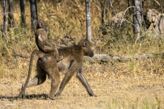 Deze kleine baviaan heeft het goed voorelkaar. Zit lekker op moeders rug om zo mee te liften. #0138 Glaasje op, laat je rijden