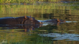 In de avondzon, liggen deze twee nijlpaarden. De ogen op ons gericht.. wat gaan we doen. We komen zeker niet te dicht bij. #0157 I am wachting you