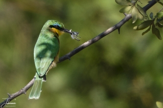 In Botswana (Moremi Kwai) zat een kleine bijeneter met een bij in de bek.#0135 Kleine bijeneter met bij