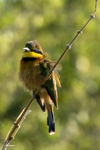 We are in Botswana (Moremi Kwai). On a a small bee-eater sits on a small twig. What a beautiful bird this is.#0159