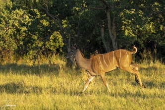 Verscholen in het gewas, gaat deze koedoe vrouwtje er vandoor. Op de schouder lift er iemand mee.#0147 Koedoe vrouwtje gaat er vandoor