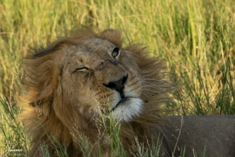 Leeuw houdt oogje in het zeil#0155 Leeuw houdt oogje in het zeil