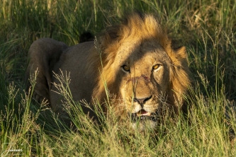 Deze mannetjes leeuw heeft een zware strijd gehad en een behiorlijk snee op zijn snuit. Ligt nu lekker in gras en vrouwtje ligt in de buurt. Echter hij is zeer waakzaam!!
#0154 Leeuw man liggend in gras