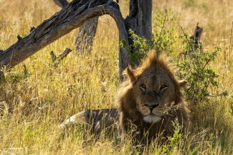 In Moremi Kwai (Botswana), lag deze mannetjes leeuw lekker tussen het gras. Door het lange gras is deze soms moeilijk te spotten. Deze leeuw heeft een gevecht gehad met een andere leeuw. Het is namelijk paartijd en de mannen moeten echt hun best doen om een vrouwtje te krijgen. Nadat ze het gevecht gewonnen gaan de man en vrouw zich afzonderen om vervolgens de komende 3 dagen elke 20 minuten te paren.#0140 Leeuw man met kuif