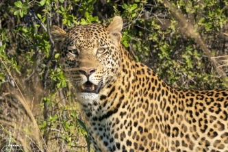 Dit luipaard was op jacht. Hier even een moment van face-to-face.#0150 Luipaard face-to-face