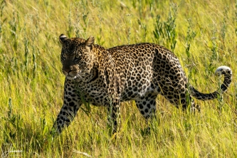 Dit luipaard was op jacht in Moremi Kwai (Botswana). De gids kon in zijn jeep dicht bij de luipaard komen. Hij trok zich er weinig van aan en liep gestaag door.#0134 Luipaard op jacht