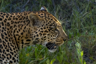 Luipaard close-up#0149 Luipaard close-up