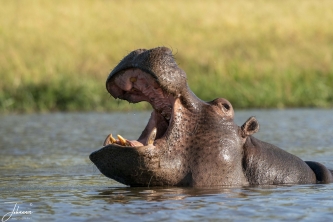 In Botswana zie je in elke plas nijlpaarden. Deze maken continue knorrende geluiden en zijn super allert. Mannetjes zijn behoorlijk dominant en trekken regelmatig hun bek open. Zeer indrukwekkend om die grote bek met tanden te zien. Dit zijn de gevaarlijkste dieren in het reservaat en kunnen snelheden tot 50 km/uur haken.#0137 Nijlpaard met open bek